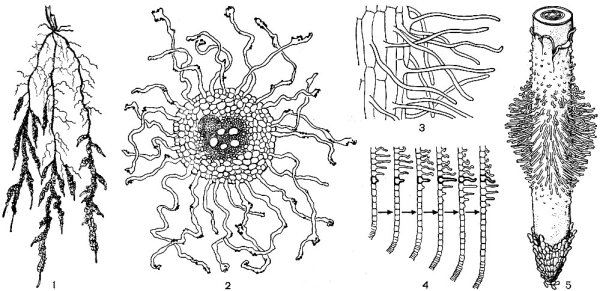 Строение корневых волосков под микроскопом