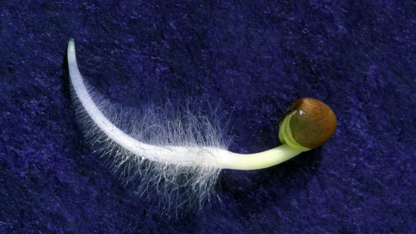 Всасывающие корневые волоски