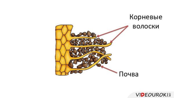 Корневые волоски 6 класс биология