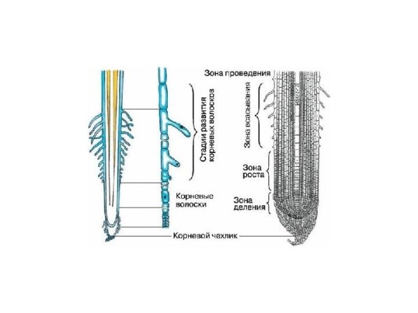 Внешнее и внутреннее строение корня, зоны корня