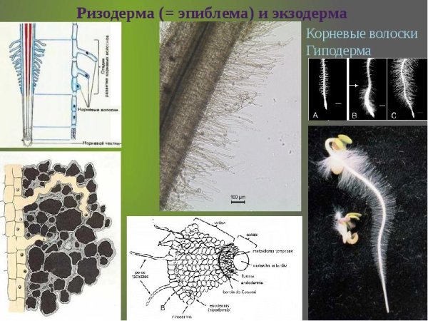 Корневые волоски в зоне всасывания