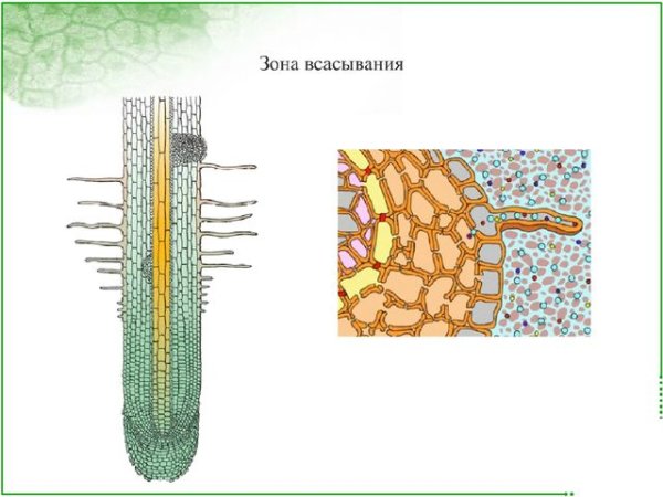 Корневые волоски в зоне всасывания