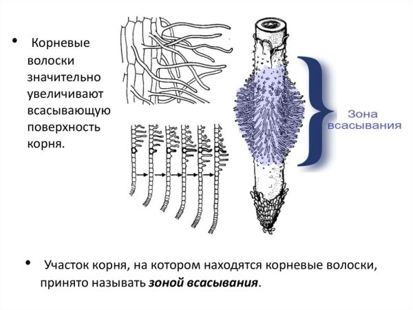 Строение корня в зоне всасывания
