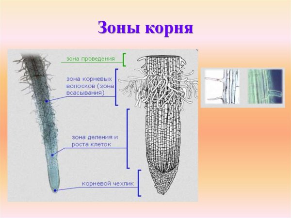 Зоны корня корневой чехлик и корневые волоски