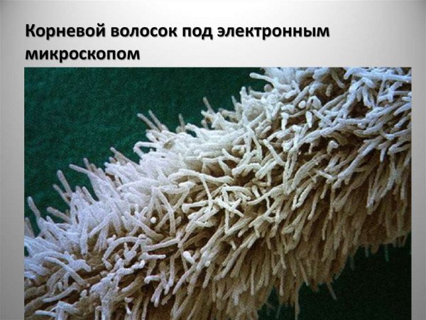 Корневые волоски