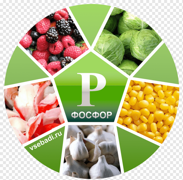Минеральные вещества в продуктах питания