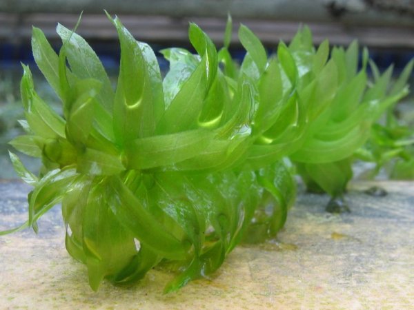 Элодея густолиственная (Elodea densa)