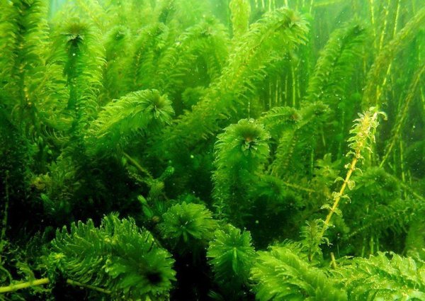 Элодея густолиственная