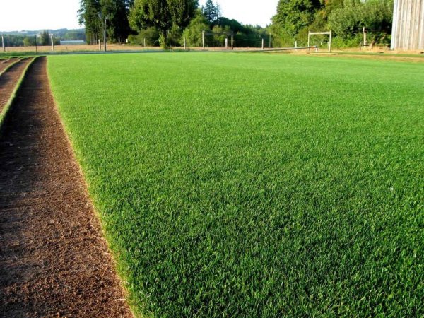Lawn grass газонная трава