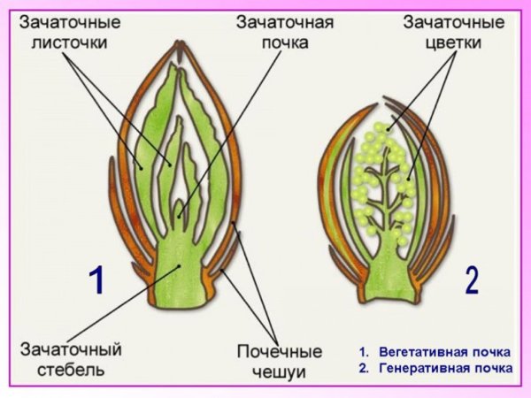 Строение листовой и цветочной почки
