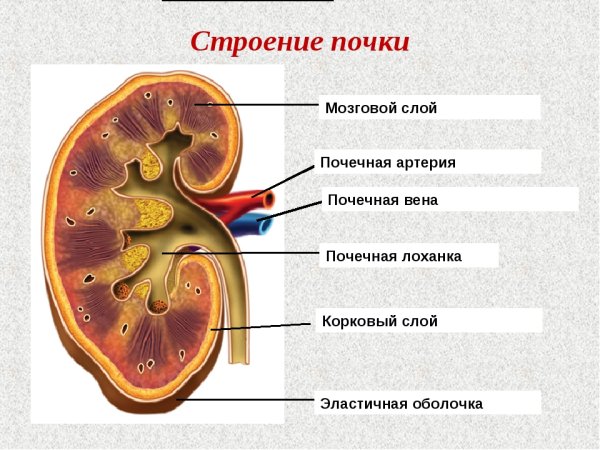 Мочевыделительная система почка в разрезе анатомия