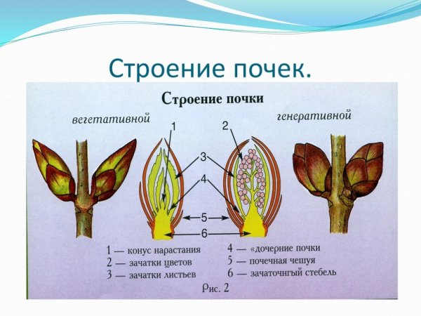 Внутреннее и внешнее строение почки тополя
