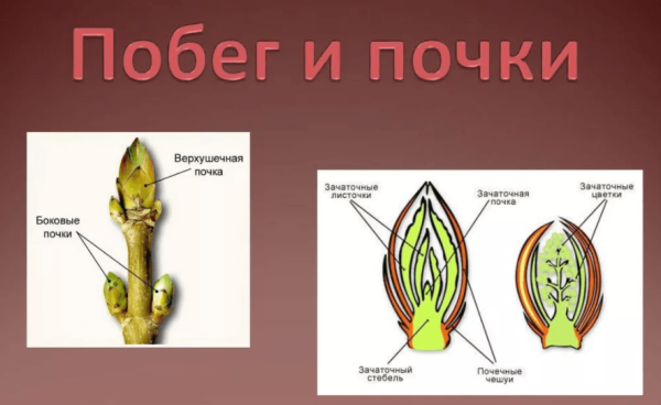 Побег и почки 6 класс биология Пасечник
