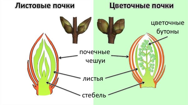 Строение почки растения рисунок