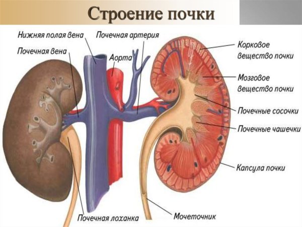 Строение почки человека анатомия