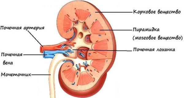 Строение почки 8 класс биология