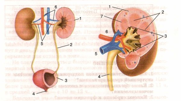 Строение лоханки почки