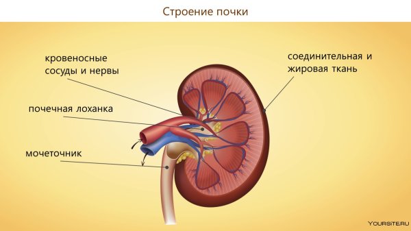 Строение почки почечная пирамида