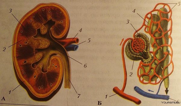 Строение нефрона почки анатомия
