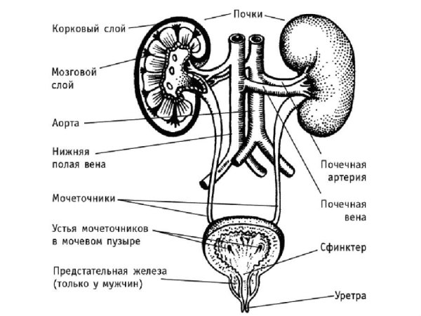 Анатомия мочевыделительной системы строение почки