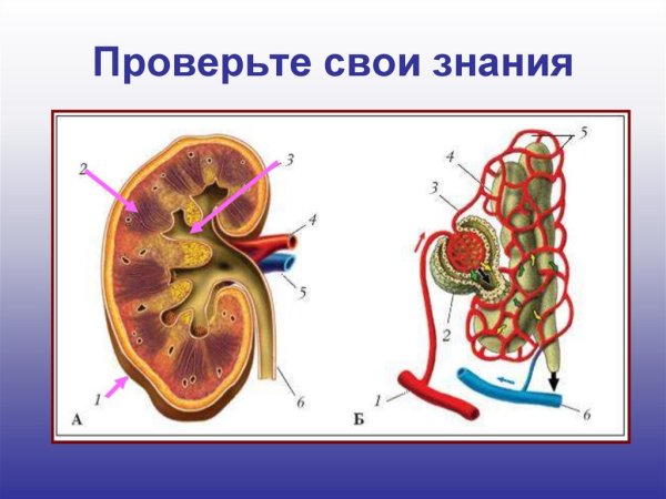 Строение почки и нефрона рисунок