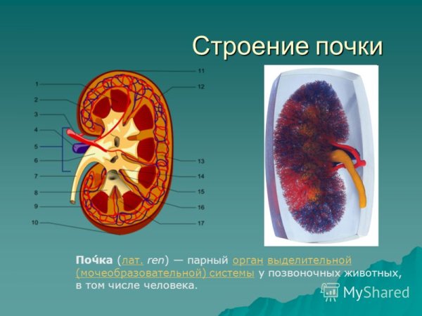 Строение почки человека биология