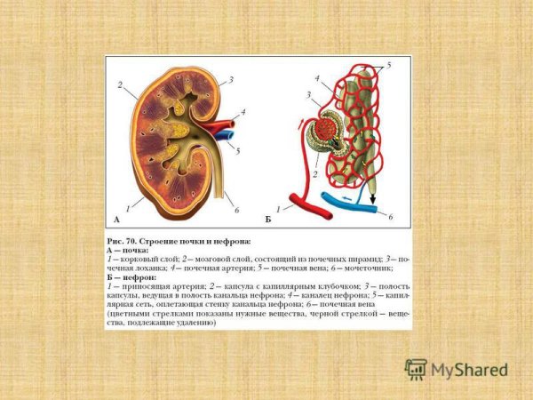 Строение нефрона почки