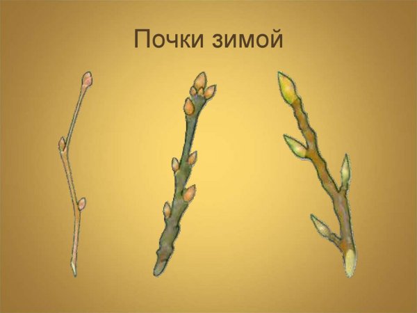 Почки деревьев зимой