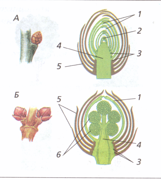 Строение вегетативной и генеративной почки