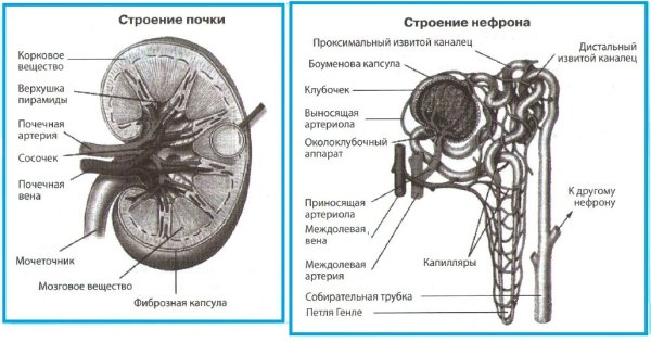 Строение почки Билич