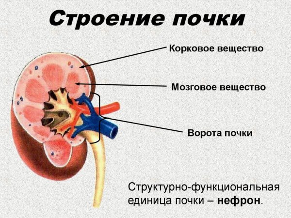 Строение почки человека анатомия
