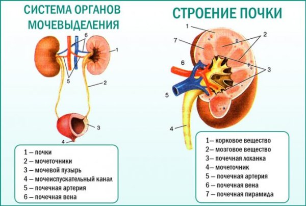 Мочевыделительная система человека строение анатомия