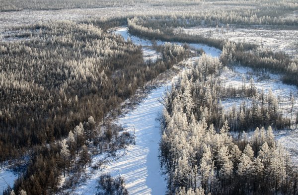 Тайга Ханты Мансийск