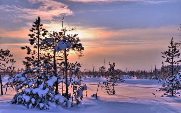 ХМАО Югра Сургут природа зима