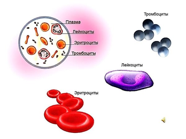 Кровь человека строение крови