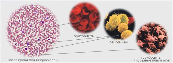 Тромбоциты и эритроциты под микроскопом