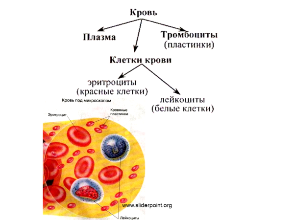 Кровь анатомия строение