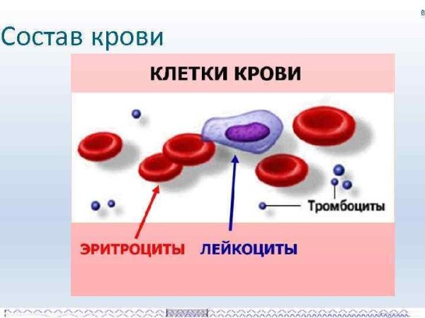 Эритроциты лейкоциты тромбоциты рисунок
