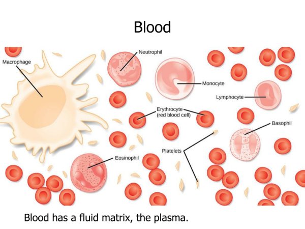 Тромбоциты на белом фоне