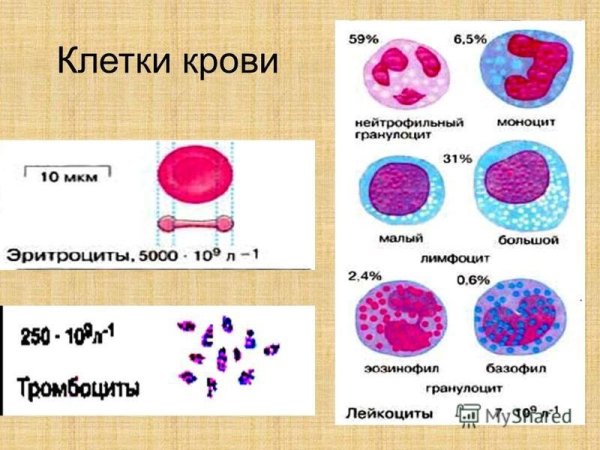 Строение клеток крови рисунок
