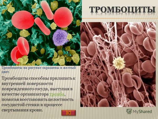 Клетки крови тромбоциты