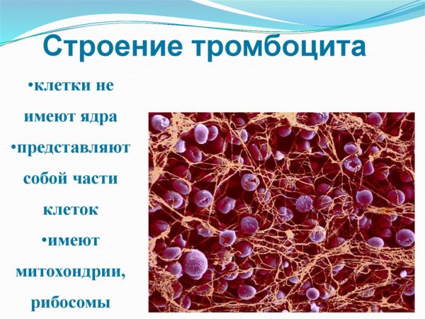 Тромбоциты строение клетки
