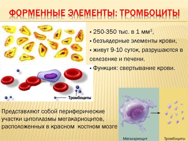 Лейкоциты крови человека под микроскопом