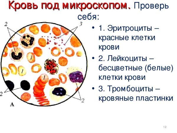 Кровь в кровеносных сосудах