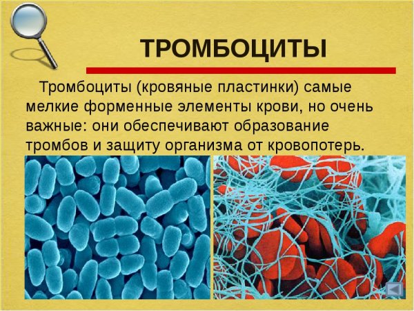 Кровь: состав. Строение и функции форменных элементов