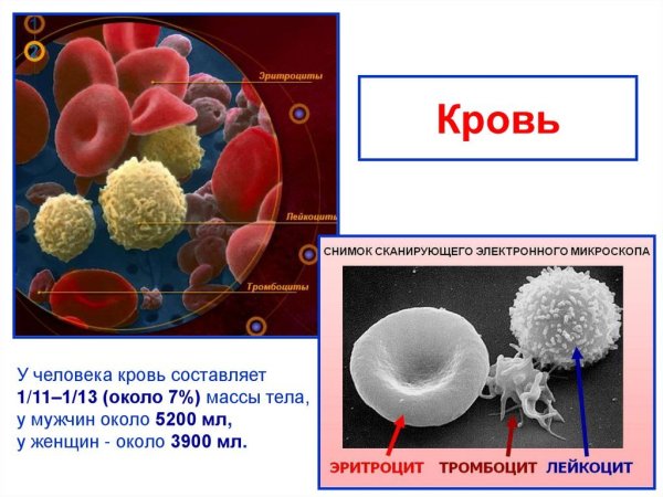 Строение клеток крови