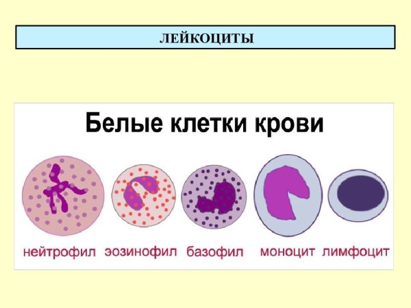 Тромбоциты постклеточные структуры