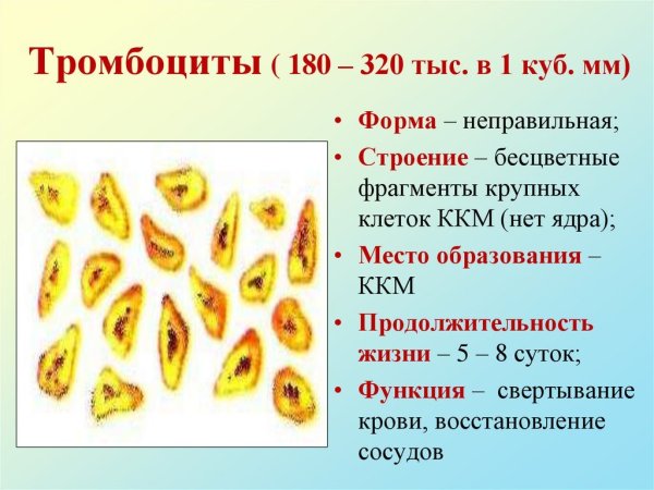 Строение крови человека схема