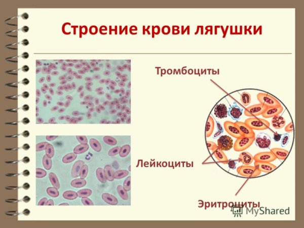 Тромбоциты постклеточные структуры