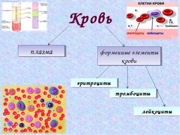 Клетки крови форменные элементы крови